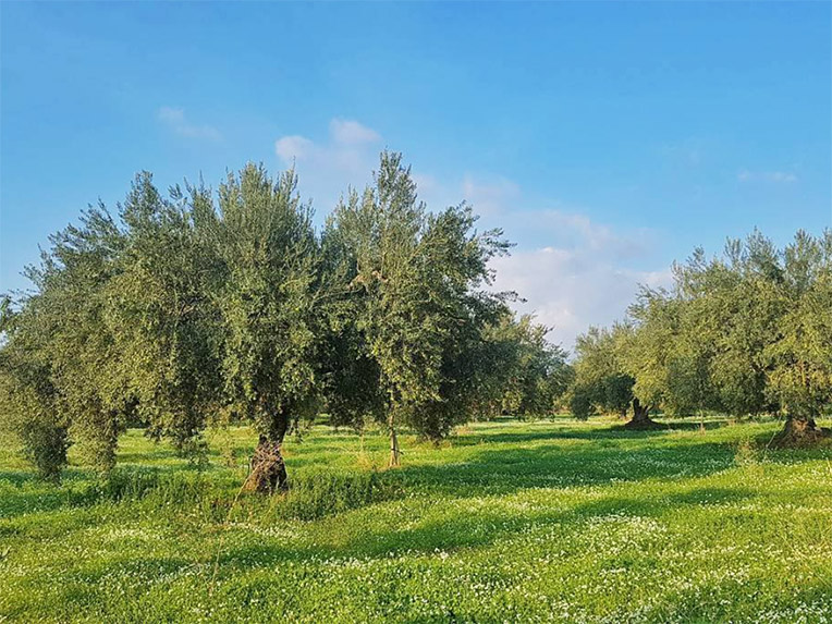 プリンチピーノ