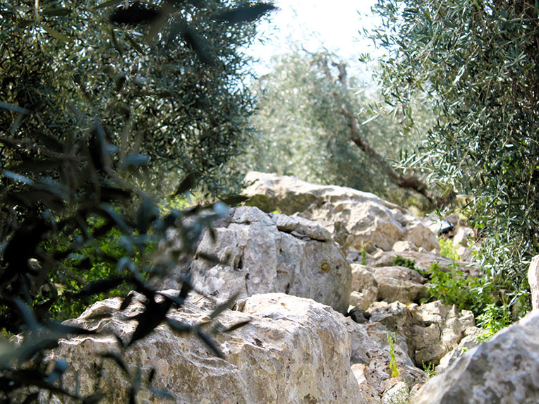 オリヴァストロ